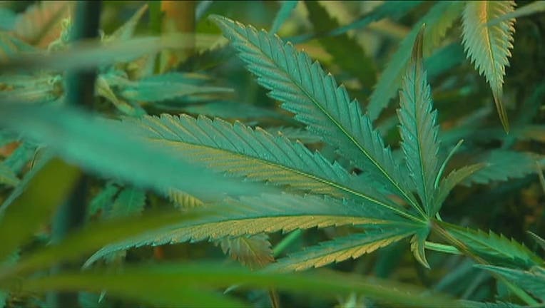 Michigan Marijuana Recall Includes Dozens of Dispensaries Across State